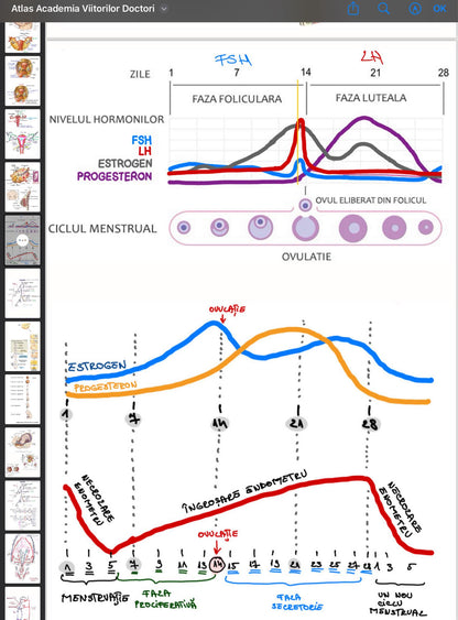 .Atlas Anatomie