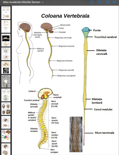 .Atlas Anatomie