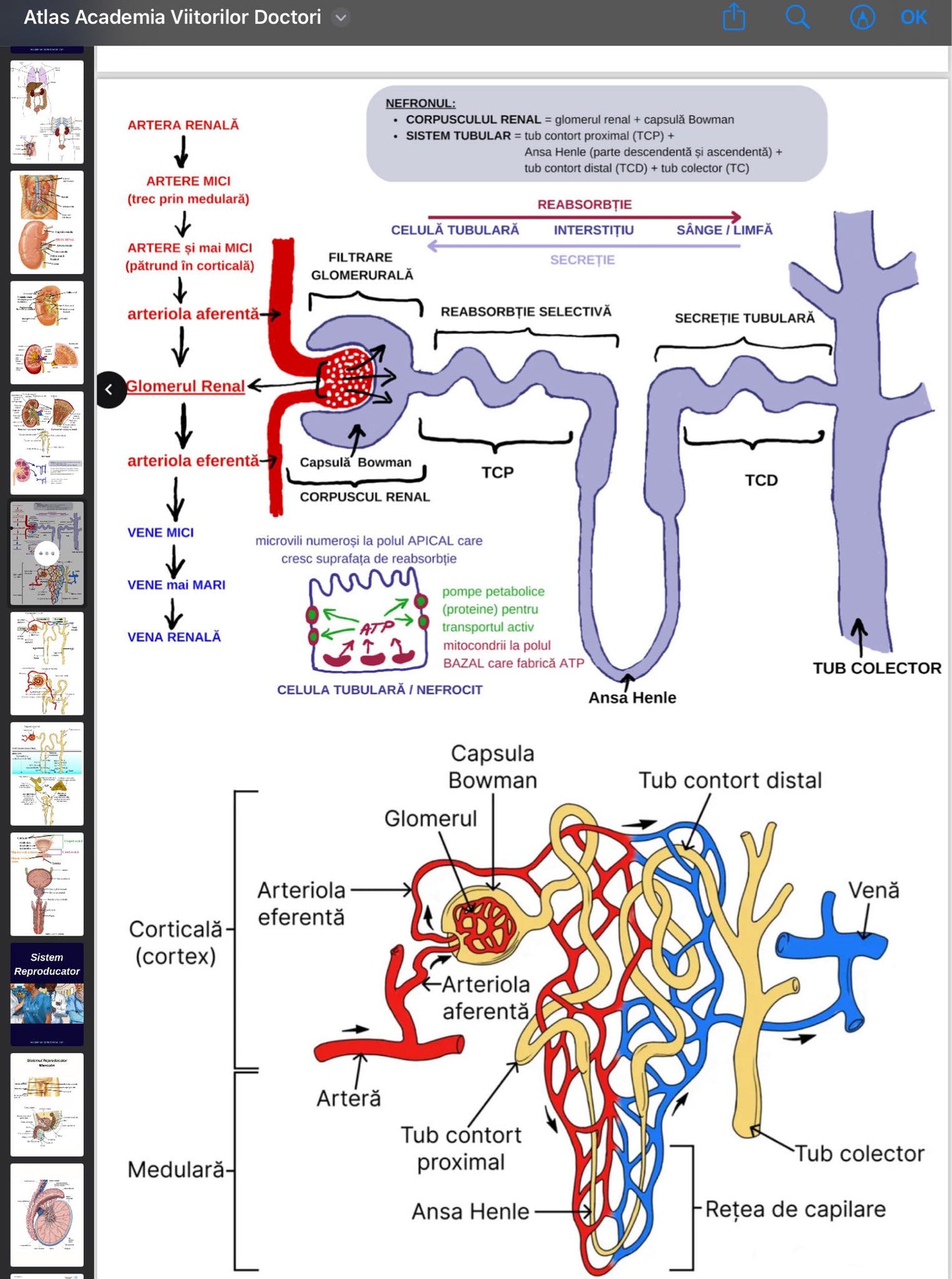 .Atlas Anatomie