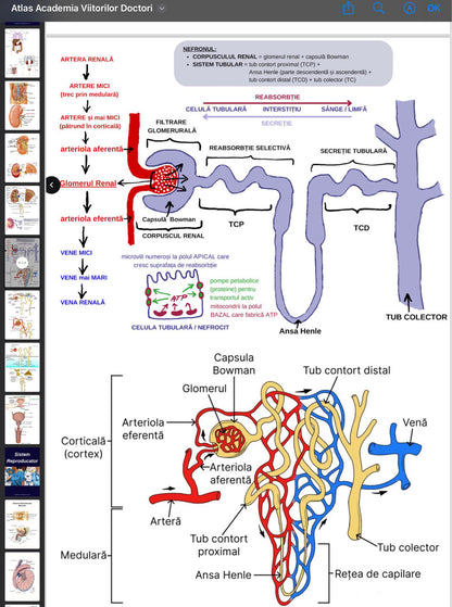 .Atlas Anatomie