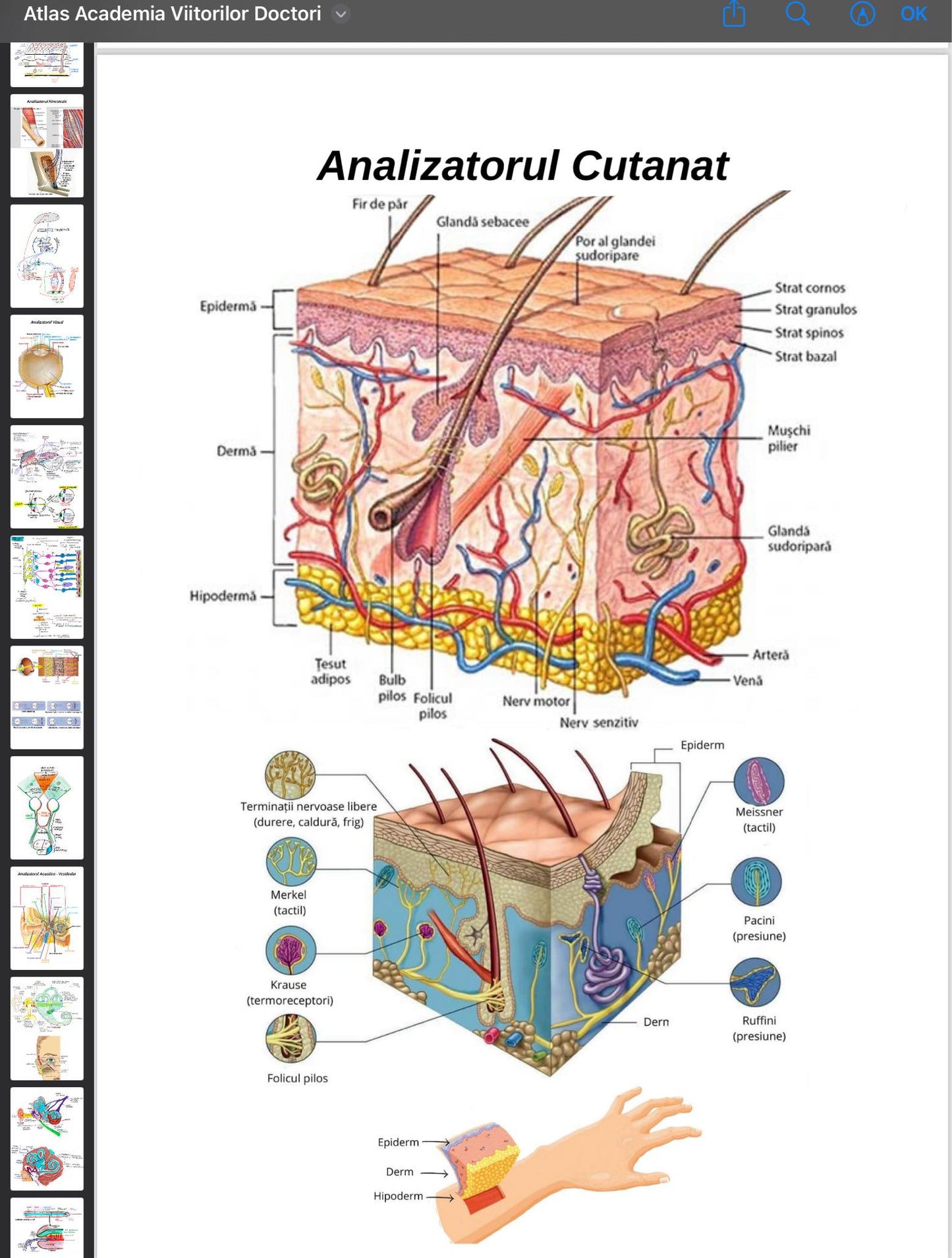 .Atlas Anatomie